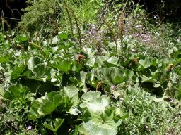 Gunnera perpensa many spikes